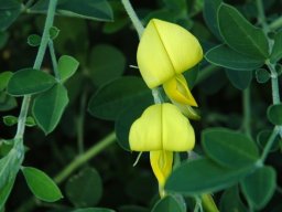 Crotalaria capensis