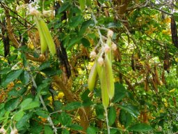 Crotalaria capensis pods