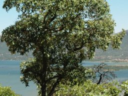 Croton gratissimus at the Hartebeespoort Dam