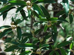 Croton gratissimus branch with fruit near Oberon, Gauteng