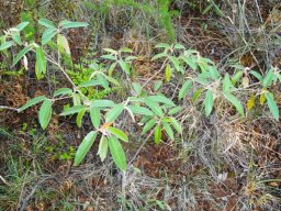 Croton gratissimus sapling near Hekpoort, Gauteng