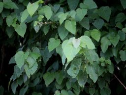 Croton megalobotrys leaves