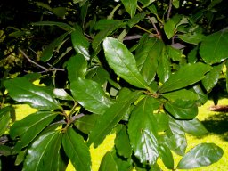 Cryptocarya latifolia, the broad-leaved quince