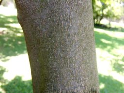 Cryptocarya latifolia trunk