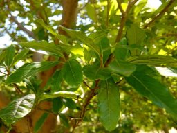 Cryptocarya latifolia leaves