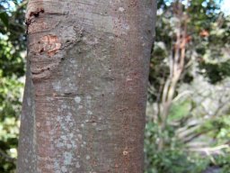 Cryptocarya myrtifolia