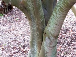 Cryptocarya woodii stems