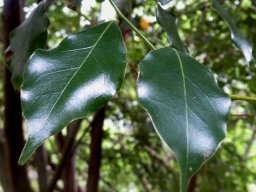 Cryptocarya woodii leaves