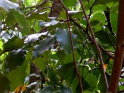 Cryptocarya woodii upper branches
