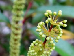 Cunonia capensis whorls of florets