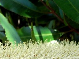 Cunonia capensis florets