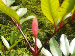 Cunonia capensis butterspoon or els