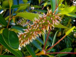 Cunonia capensis fruits forming
