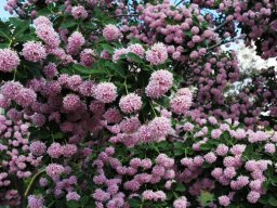 Dais cotinifolia