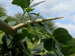 Dalbergia melanoxylon dwarf shoot