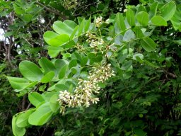 Dalbergia melanoxylon inflorescence
