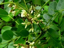 Dalbergia melanoxylon flowers