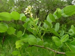 Dalbergia melanoxylon