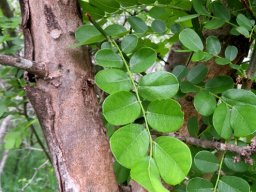 Dalbergia melanoxylon bark