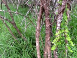 Dalbergia melanoxylon stem cluster