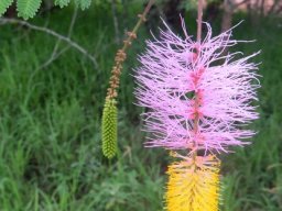 Dichrostachys cinerea flower spike and bud