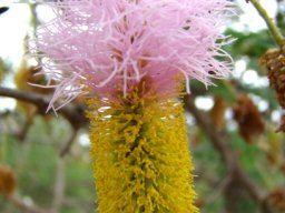 Dichrostachys cinerea flower spike
