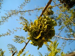Dichrostachys cinerea fruit pods 