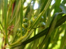 Dodonaea viscosa var. angustifolia buds