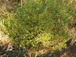 Dodonaea viscosa var. angustifolia young shrub