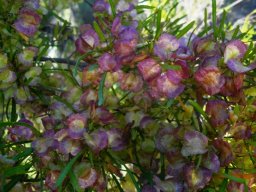 Dodonaea viscosa var. angustifolia fruit