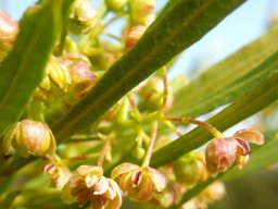 Dodonaea viscosa var. angustifolia flowers