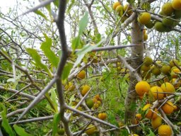 Dovyalis caffra or Kei-apple bare fruit