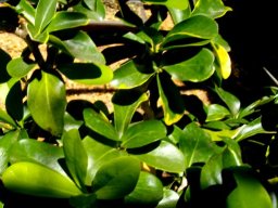 Dovyalis caffra leaves