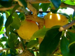 Dovyalis caffra