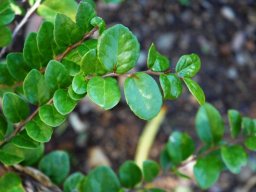 Dovyalis longispina leaves