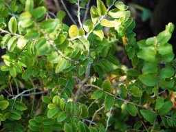 Dovyalis rhamnoides