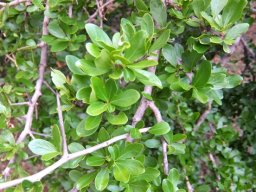 Dovyalis zeyheri leaves