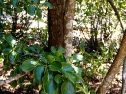 Dovyalis zeyheri leaves and stems