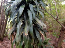 Dracaena aletriformis with belated branch