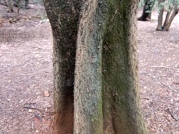 Ekebergia capensis trunk
