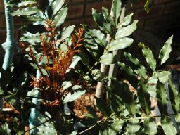 Ekebergia capensis
