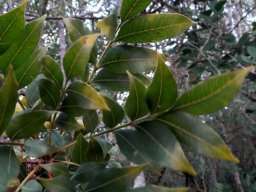 Ekebergia capensis leaves