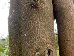 Elaeodendron croceum stem