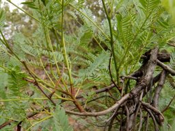 Elephantorrhiza burkei stems