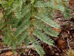 Elephantorrhiza burkei leaf