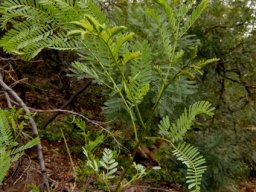 Elephantorrhiza burkei, its newest