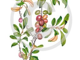 Englerophytum magalismontanum