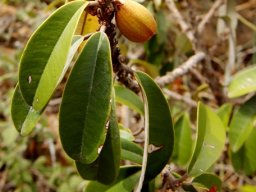 Englerophytum magalismontanum unripe fruit