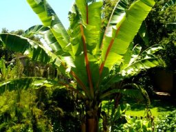 Ensete ventricosum