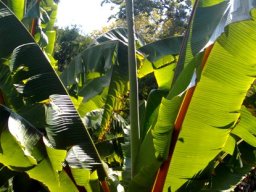 Ensete ventricosum leaves